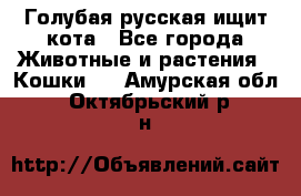 Голубая русская ищит кота - Все города Животные и растения » Кошки   . Амурская обл.,Октябрьский р-н